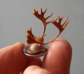 Miniature Antlers